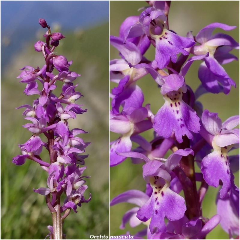 Monte Doro e Cima della Laghetta, le orchidee e i loro ambienti - luglio 2025.